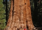Park Narodowy Sekwoi - największe drzewa świata -  autor Tobias, - wczasy, urlopy, wakacje