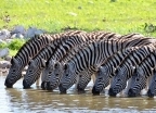 Safari w Kenii - Źródło: Fotolia.com - wczasy, urlopy, wakacje