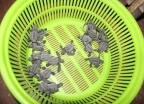 Malutkie żółwie - wczasy, urlopy, wakacje