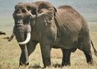 Wyprawa Serengeti I Zanzibar - wczasy, urlopy, wakacje