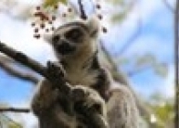 Madagaskar - Wyspa Tysiąca Lemurów - wczasy, urlopy, wakacje
