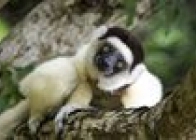 Madagaskar - W Krainie Lemurów - wczasy, urlopy, wakacje