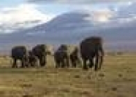 Safari Wspaniała Kenia - wczasy, urlopy, wakacje