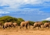 Tanzania - U Stóp Kilimanjaro - wczasy, urlopy, wakacje