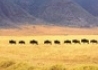 Kenia - Tanzania /+ Wyspa Zanzibar/ - wczasy, urlopy, wakacje
