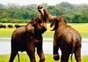 Ayubowan Sri Lanka 5* - wczasy, urlopy, wakacje