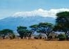 Śniegi Kilimandżaro - wczasy, urlopy, wakacje