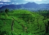 Sri Lanka - Ojczyzna Herbaty - wczasy, urlopy, wakacje