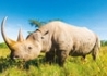 Kenia - Tanzania - wczasy, urlopy, wakacje