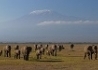 Vip Safari + Hotel Baobab Beach Resort - wczasy, urlopy, wakacje