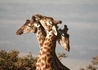 Kenia I Tanzania - wczasy, urlopy, wakacje