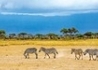 Kenia - Safari I Plaże - wczasy, urlopy, wakacje